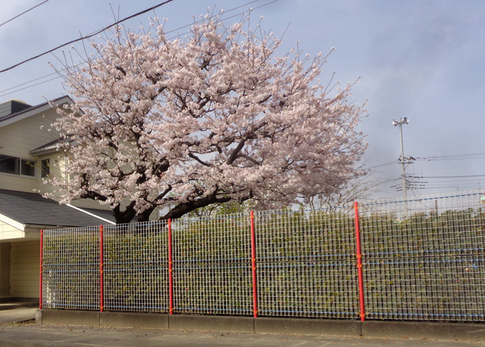 スタッフブログ 花粉症と桜満開の季節 株式会社プライムホーム